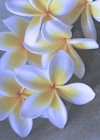 Wedding Plumeria Photo